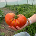 TMG-GH3030-V2 30' x 30' commercial tunnel greenhouse with 6 mil clear EVA poly cover and roll-up sides, view 8.